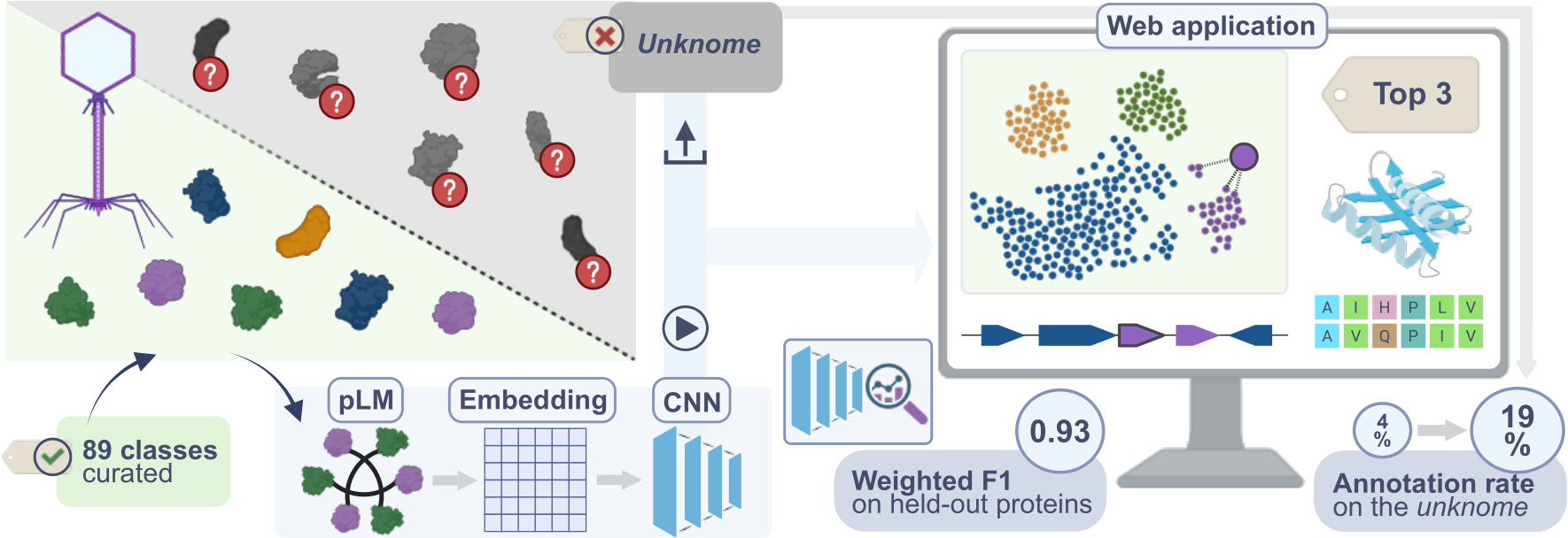Graphical abstract of PhageGAP: The model features processing of protein sequences with a protein language model followed by function classification using a CNN. Processed sequences are placed in a t-SNE landscape of reference phage, bacterial, and viral proteins. Nearest neighbors are identified and sequence comparison, genomic context, and structural information can be explored, together with predicted function, to support hypothesis generation.